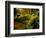 Hall of Mosses Trail in Hoh Rainforest in Olympic National Park, Washington, USA-Chuck Haney-Framed Photographic Print