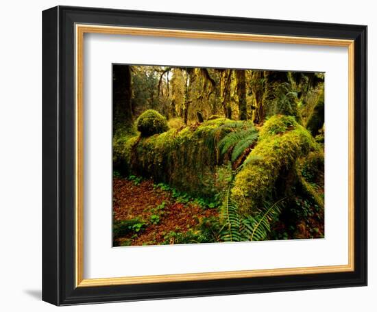 Hall of Mosses Trail in Hoh Rainforest in Olympic National Park, Washington, USA-Chuck Haney-Framed Photographic Print