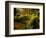 Hall of Mosses Trail in Hoh Rainforest in Olympic National Park, Washington, USA-Chuck Haney-Framed Photographic Print