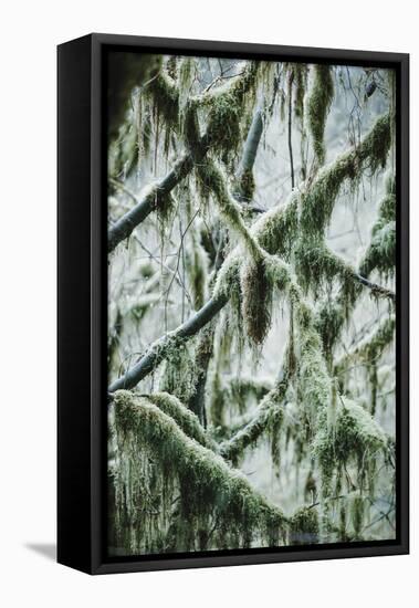 Hall of Mosses-Belinda Shi-Framed Premier Image Canvas