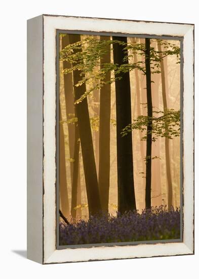 Hallerbos in Dawn Mist with Flowering Bluebellls (Hyacinthoides Non-Scripta) Belgium, April 2009-Biancarelli-Framed Premier Image Canvas