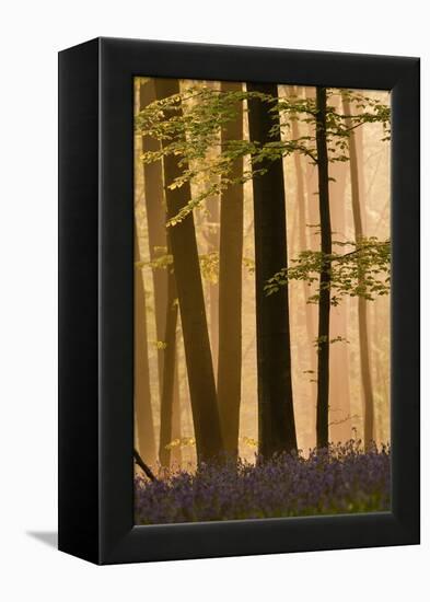 Hallerbos in Dawn Mist with Flowering Bluebellls (Hyacinthoides Non-Scripta) Belgium, April 2009-Biancarelli-Framed Premier Image Canvas