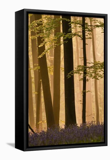 Hallerbos in Dawn Mist with Flowering Bluebellls (Hyacinthoides Non-Scripta) Belgium, April 2009-Biancarelli-Framed Premier Image Canvas