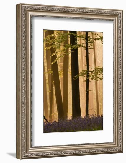 Hallerbos in Dawn Mist with Flowering Bluebellls (Hyacinthoides Non-Scripta) Belgium, April 2009-Biancarelli-Framed Photographic Print