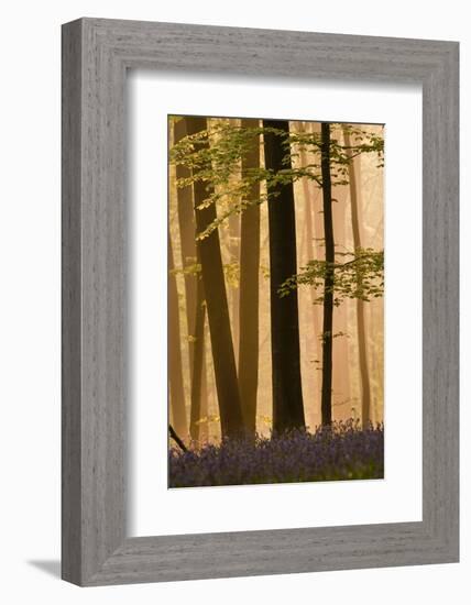 Hallerbos in Dawn Mist with Flowering Bluebellls (Hyacinthoides Non-Scripta) Belgium, April 2009-Biancarelli-Framed Photographic Print