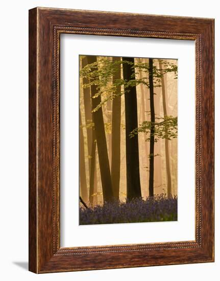 Hallerbos in Dawn Mist with Flowering Bluebellls (Hyacinthoides Non-Scripta) Belgium, April 2009-Biancarelli-Framed Photographic Print