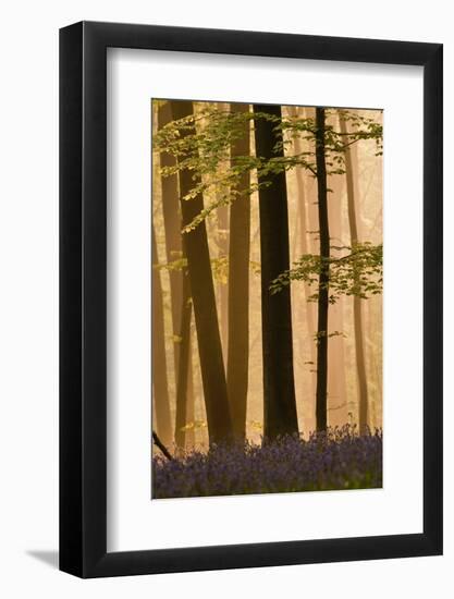 Hallerbos in Dawn Mist with Flowering Bluebellls (Hyacinthoides Non-Scripta) Belgium, April 2009-Biancarelli-Framed Photographic Print