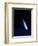 Halley's Comet-Detlev Van Ravenswaay-Framed Premium Photographic Print