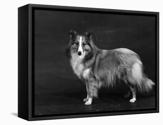 Hallinwood Golden Fetter, Shetland Sheepdog-Thomas Fall-Framed Premier Image Canvas