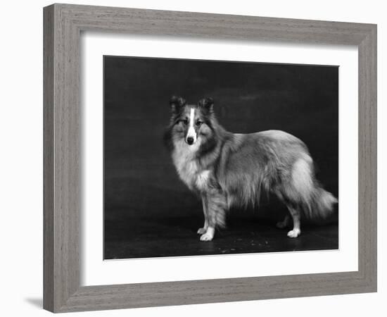 Hallinwood Golden Fetter, Shetland Sheepdog-Thomas Fall-Framed Photographic Print