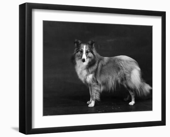 Hallinwood Golden Fetter, Shetland Sheepdog-Thomas Fall-Framed Photographic Print