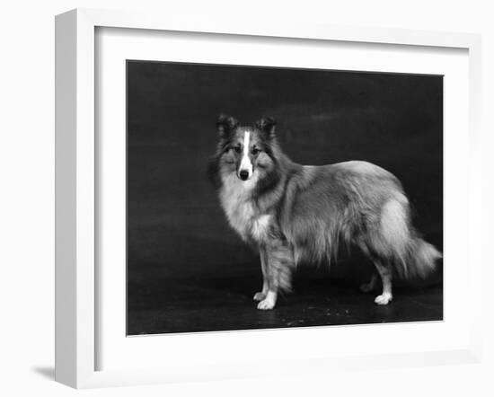 Hallinwood Golden Fetter, Shetland Sheepdog-Thomas Fall-Framed Photographic Print