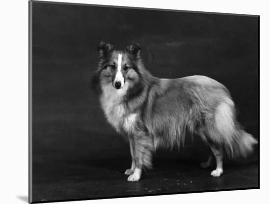 Hallinwood Golden Fetter, Shetland Sheepdog-Thomas Fall-Mounted Photographic Print