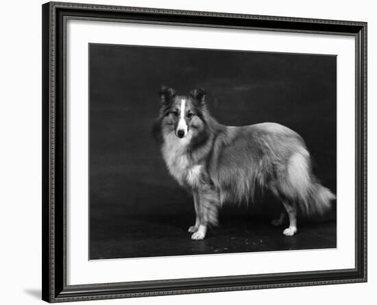 Hallinwood Golden Fetter, Shetland Sheepdog-Thomas Fall-Framed Photographic Print