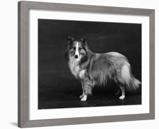 Hallinwood Golden Fetter, Shetland Sheepdog-Thomas Fall-Framed Photographic Print