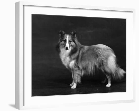 Hallinwood Golden Fetter, Shetland Sheepdog-Thomas Fall-Framed Photographic Print