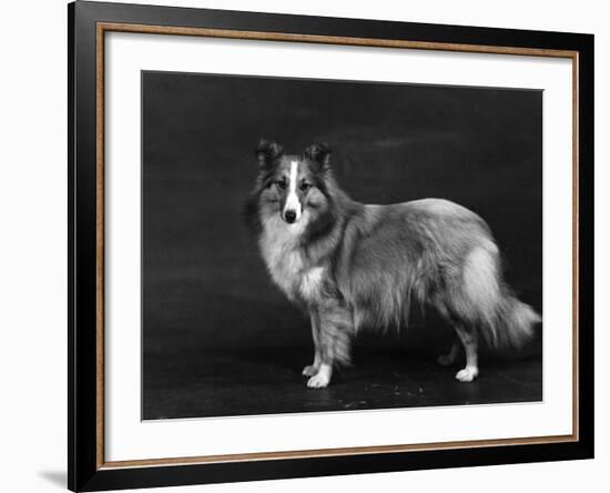 Hallinwood Golden Fetter, Shetland Sheepdog-Thomas Fall-Framed Photographic Print