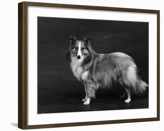 Hallinwood Golden Fetter, Shetland Sheepdog-Thomas Fall-Framed Photographic Print