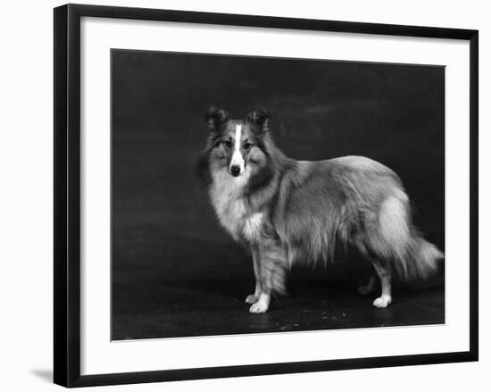 Hallinwood Golden Fetter, Shetland Sheepdog-Thomas Fall-Framed Photographic Print