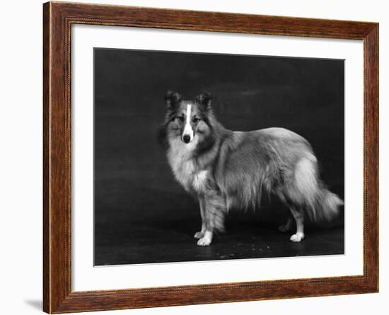 Hallinwood Golden Fetter, Shetland Sheepdog-Thomas Fall-Framed Photographic Print