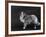 Hallinwood Golden Fetter, Shetland Sheepdog-Thomas Fall-Framed Photographic Print