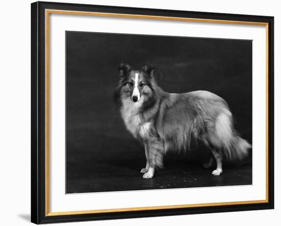 Hallinwood Golden Fetter, Shetland Sheepdog-Thomas Fall-Framed Photographic Print