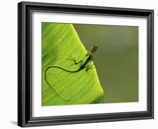 Hallo-Yoline Santosa-Framed Photographic Print