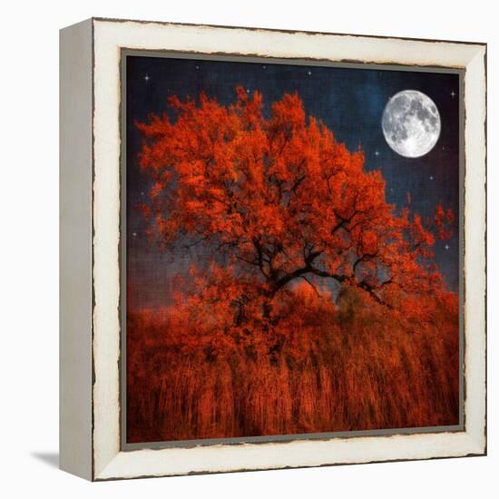 Halloween Color-Philippe Sainte-Laudy-Framed Premier Image Canvas