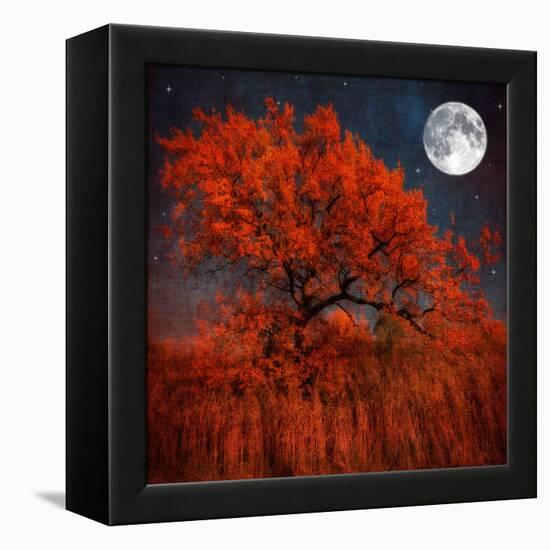 Halloween Color-Philippe Sainte-Laudy-Framed Premier Image Canvas