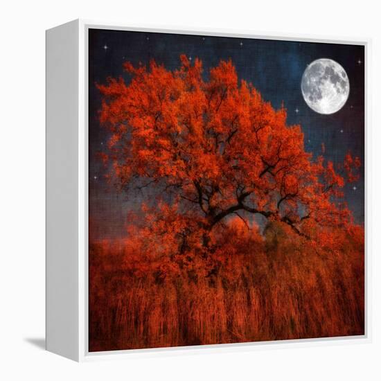 Halloween Color-Philippe Sainte-Laudy-Framed Premier Image Canvas