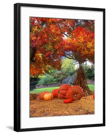 Halloween Decorations Of Pumpkins And Corn Stalks In Front Of A