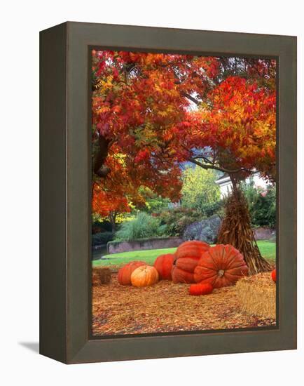 Halloween Decorations of Pumpkins and Corn Stalks in Front of a Home-John Alves-Framed Premier Image Canvas