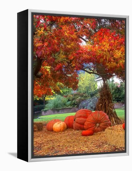 Halloween Decorations of Pumpkins and Corn Stalks in Front of a Home-John Alves-Framed Premier Image Canvas