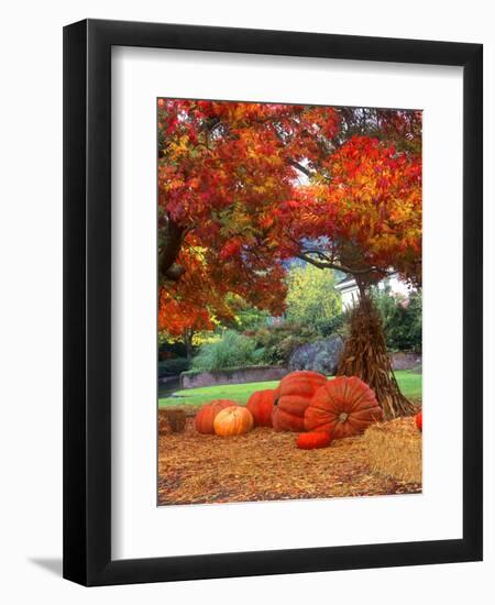 Halloween Decorations of Pumpkins and Corn Stalks in Front of a Home-John Alves-Framed Photographic Print
