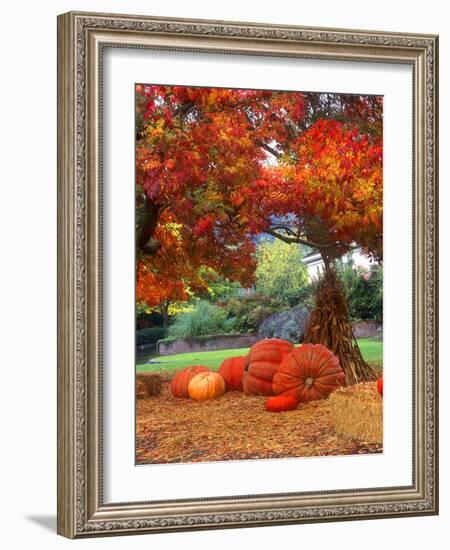 Halloween Decorations of Pumpkins and Corn Stalks in Front of a Home-John Alves-Framed Photographic Print