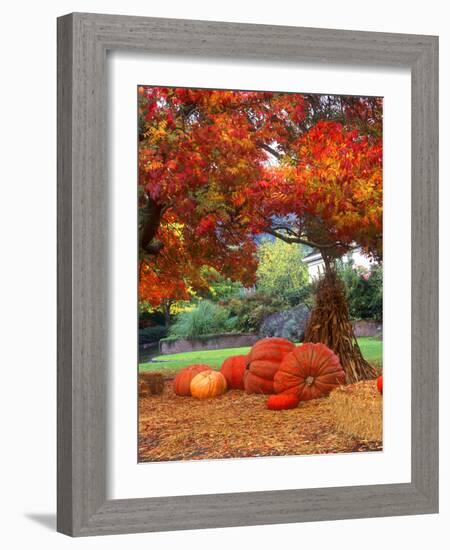 Halloween Decorations of Pumpkins and Corn Stalks in Front of a Home-John Alves-Framed Photographic Print