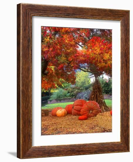 Halloween Decorations of Pumpkins and Corn Stalks in Front of a Home-John Alves-Framed Photographic Print