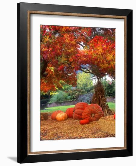 Halloween Decorations of Pumpkins and Corn Stalks in Front of a Home-John Alves-Framed Photographic Print