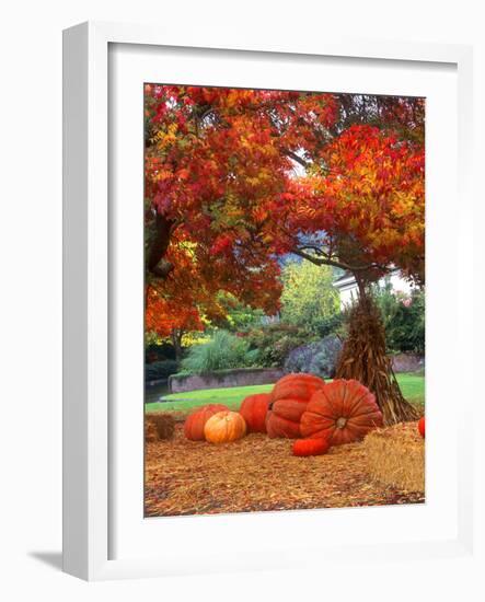 Halloween Decorations of Pumpkins and Corn Stalks in Front of a Home-John Alves-Framed Photographic Print