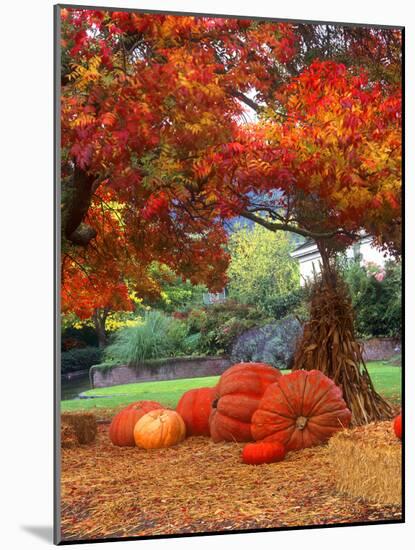 Halloween Decorations of Pumpkins and Corn Stalks in Front of a Home-John Alves-Mounted Photographic Print