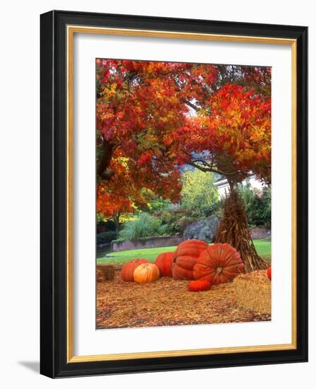 Halloween Decorations of Pumpkins and Corn Stalks in Front of a Home-John Alves-Framed Photographic Print