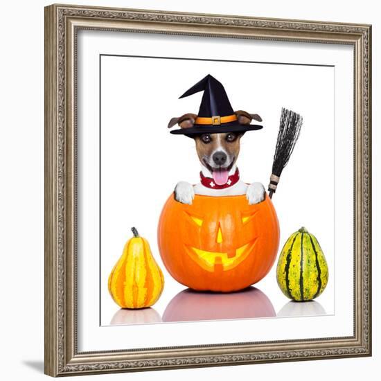 Halloween Dog as Witch-Javier Brosch-Framed Photographic Print