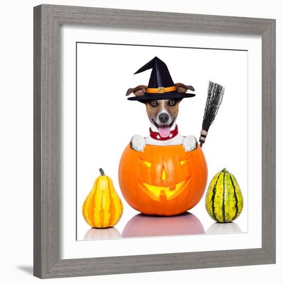 Halloween Dog as Witch-Javier Brosch-Framed Photographic Print