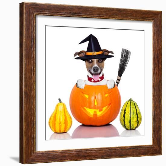 Halloween Dog as Witch-Javier Brosch-Framed Photographic Print