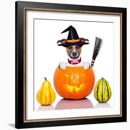 Halloween Dog as Witch-Javier Brosch-Framed Photographic Print