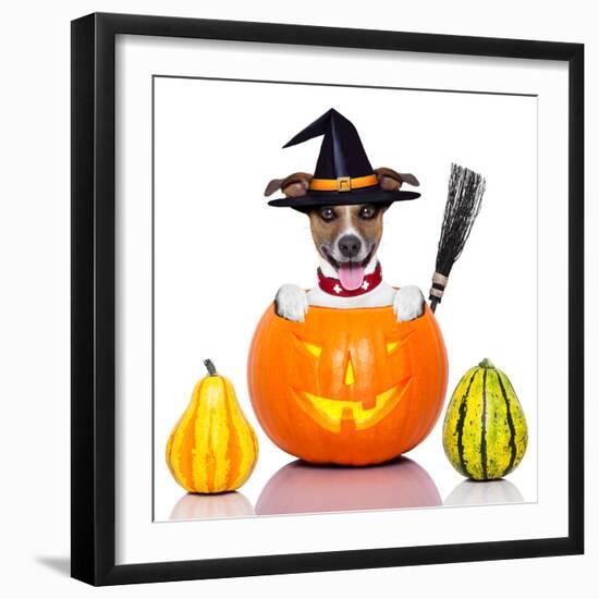 Halloween Dog as Witch-Javier Brosch-Framed Photographic Print