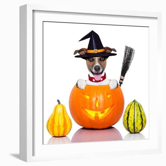 Halloween Dog as Witch-Javier Brosch-Framed Photographic Print