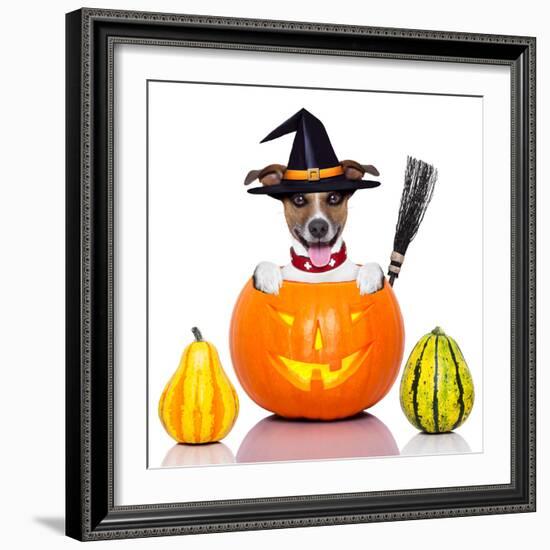 Halloween Dog as Witch-Javier Brosch-Framed Photographic Print