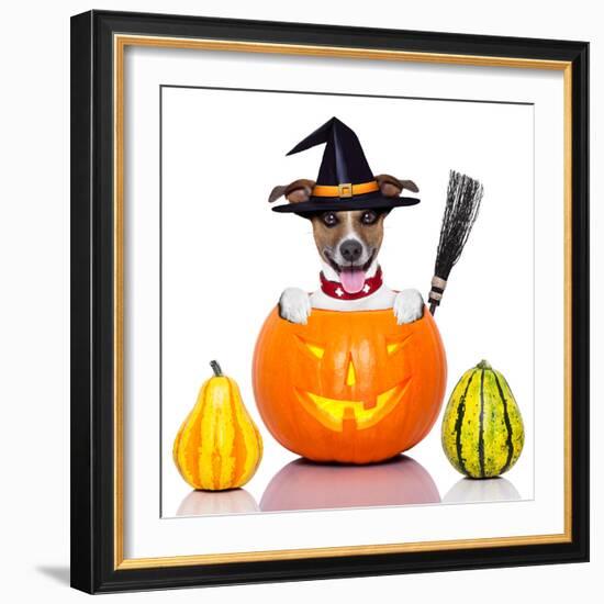 Halloween Dog as Witch-Javier Brosch-Framed Photographic Print