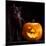 Halloween Pumpkin and Black Cat Scary Spooky and Creepy Horror Holiday Superstition Evil Animal And-kikkerdirk-Mounted Photographic Print